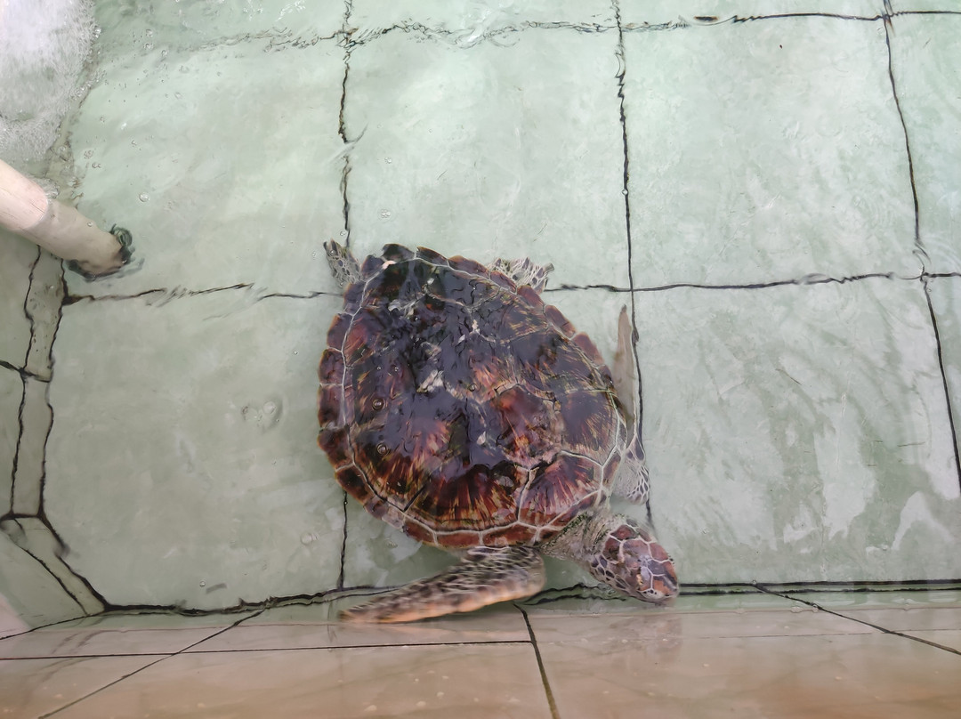 Sea Turtle Pangandaran景点图片