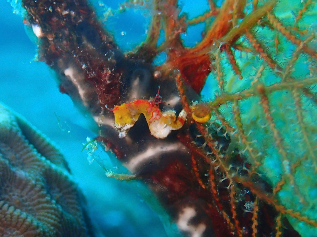 Dive India景点图片