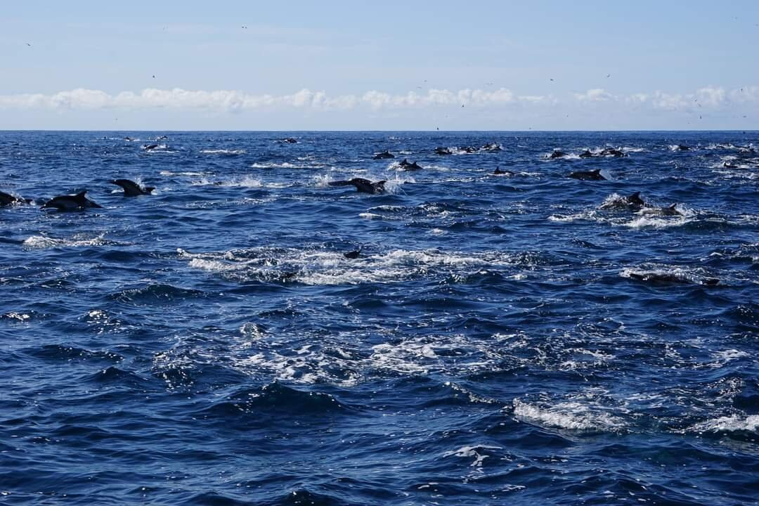 戴维船长的观鲸&海豚之旅景点图片