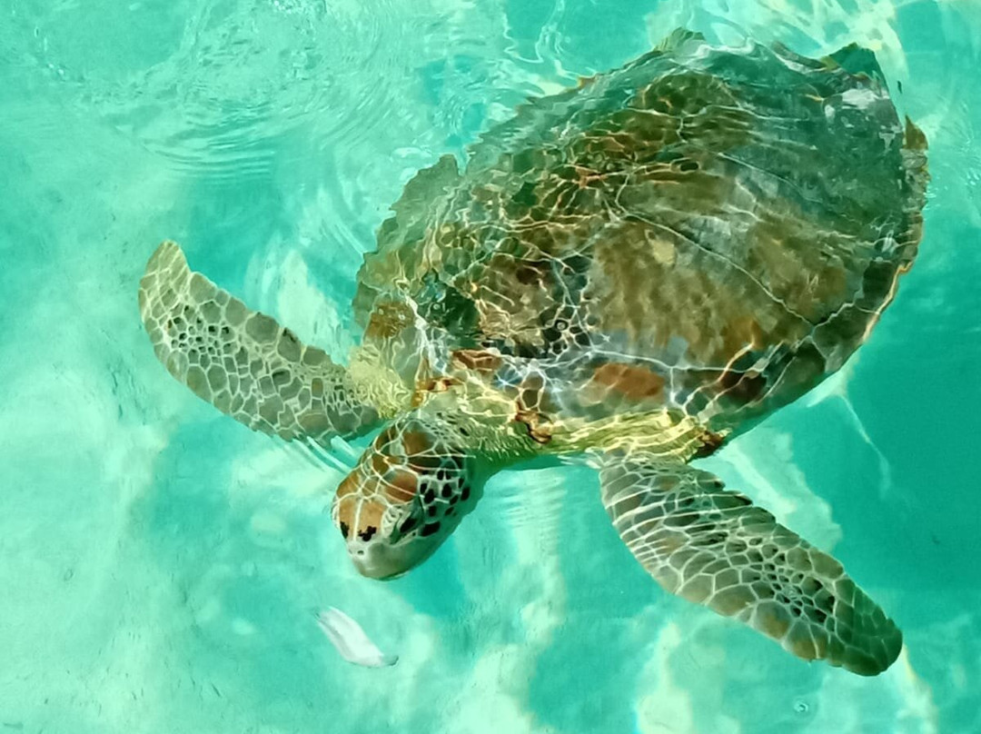 True Blue Charters | Spanish Wells Bahamas Guide-Spanish Wells必去景点