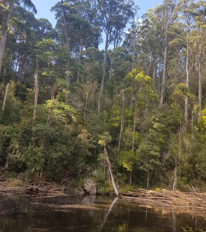 Fern Glade Reserve-伯尼必去景点