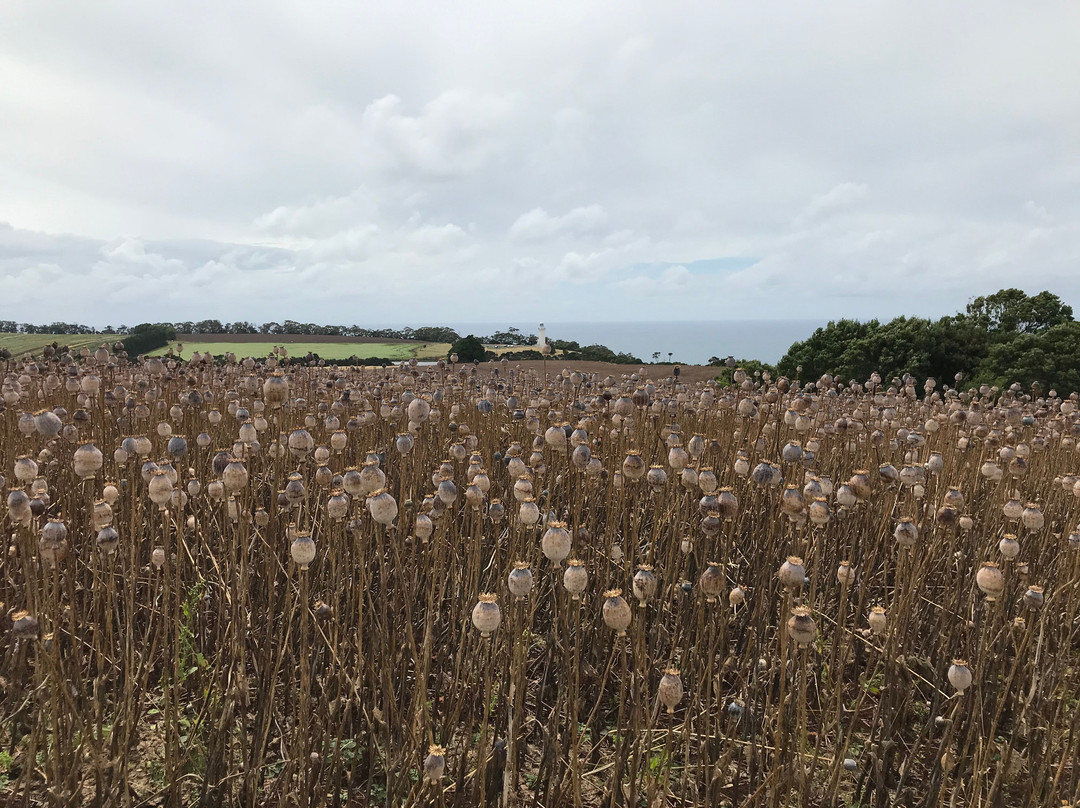 Table Cape Lighthouse-温耶德必去景点
