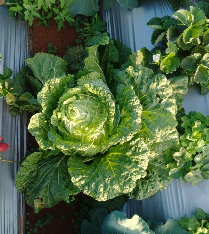 Muskan Organic Strawberry Garden-马哈巴勒什瓦必去景点