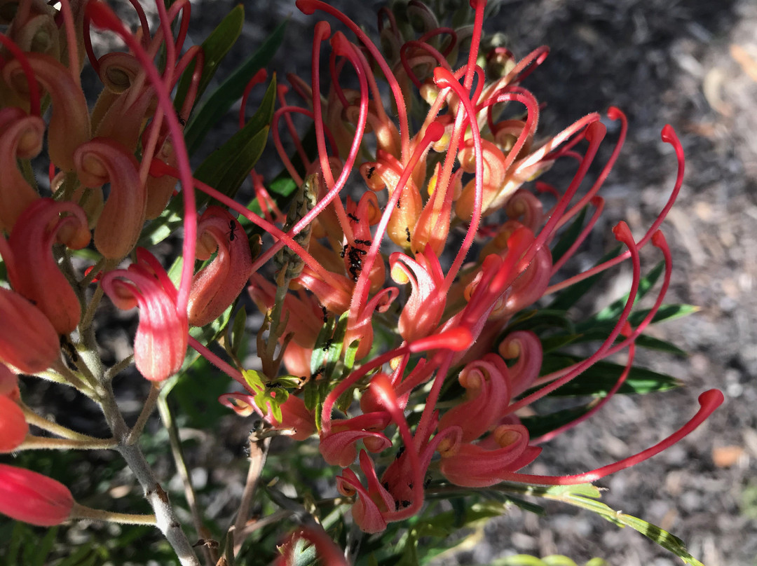 Graeme Edwards Memorial Park-Yallourn North必去景点