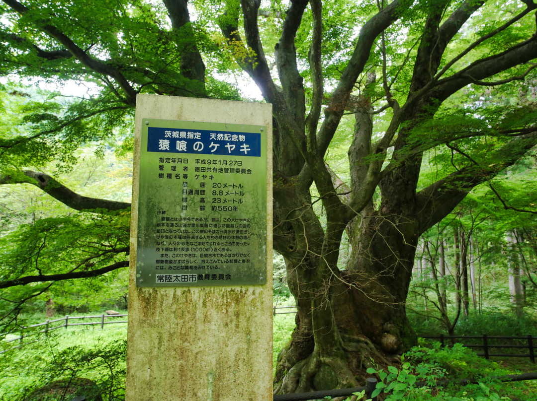 Sarukui no Keyaki-常陆太田市必去景点