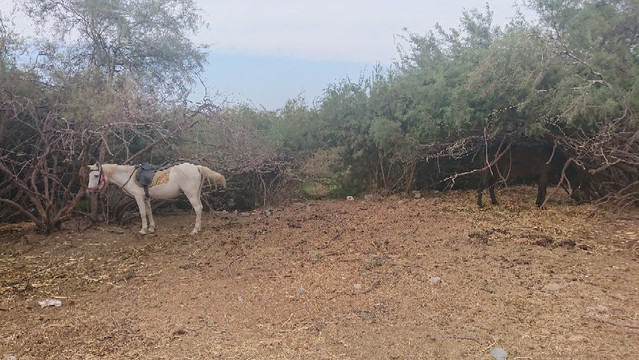 Kusadasi Excursions-库萨达斯必去景点