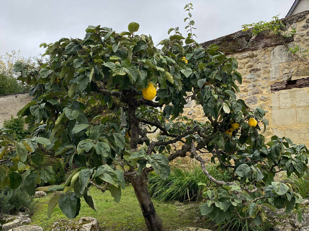 Le Grand Menasson主图