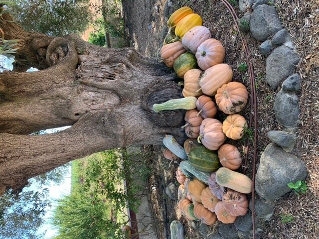 Monte da Floresta B&B主图