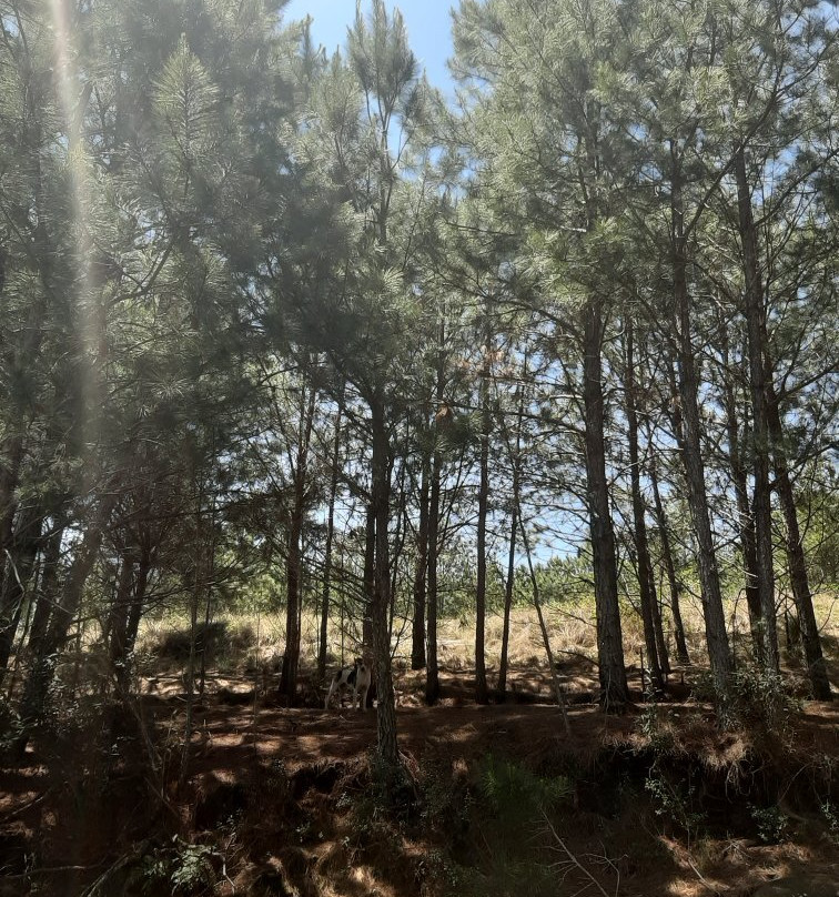 Capão da Onça-Ponta Grossa必去景点