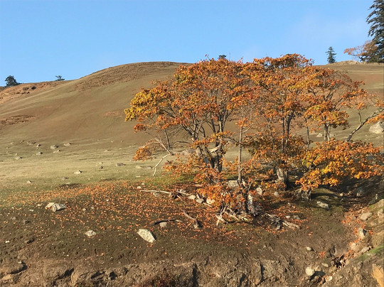 Friday Harbor Cruises-星期五港湾必去景点