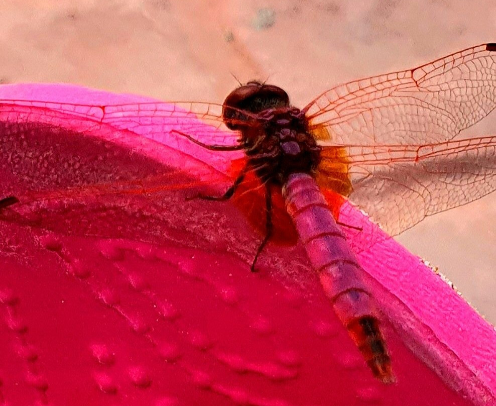 Island Beach Resort主图