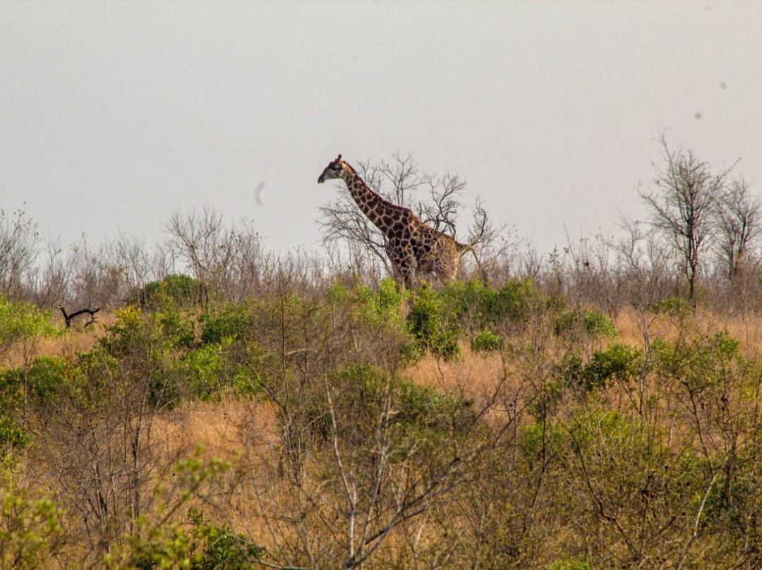 Crowned Eagle Tours and Safaris-雾观必去景点