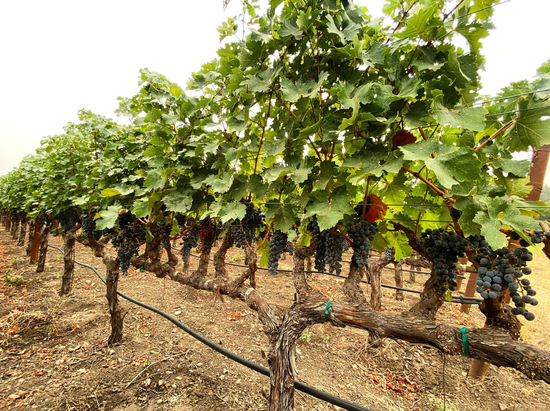 Madrigal Family Winery-卡利斯托加必去景点