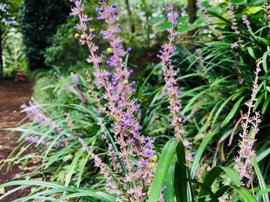 Akatsuka Botanical Gardens-板桥区必去景点