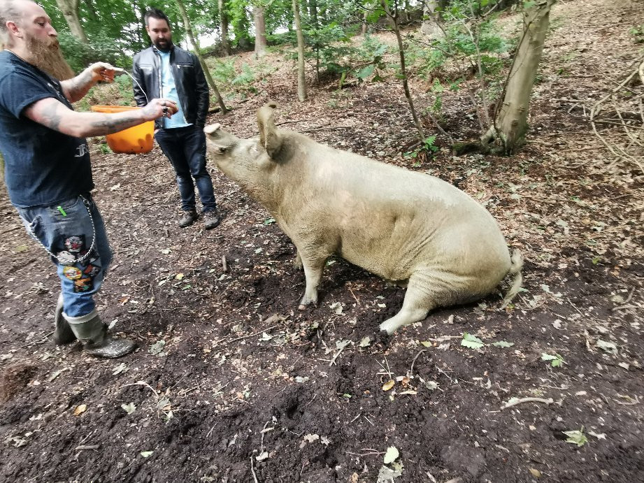 Pigs In The Wood景点图片