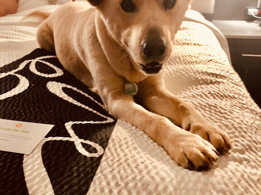 La Quinta Inn & Suites by Wyndham Amarillo Airport主图