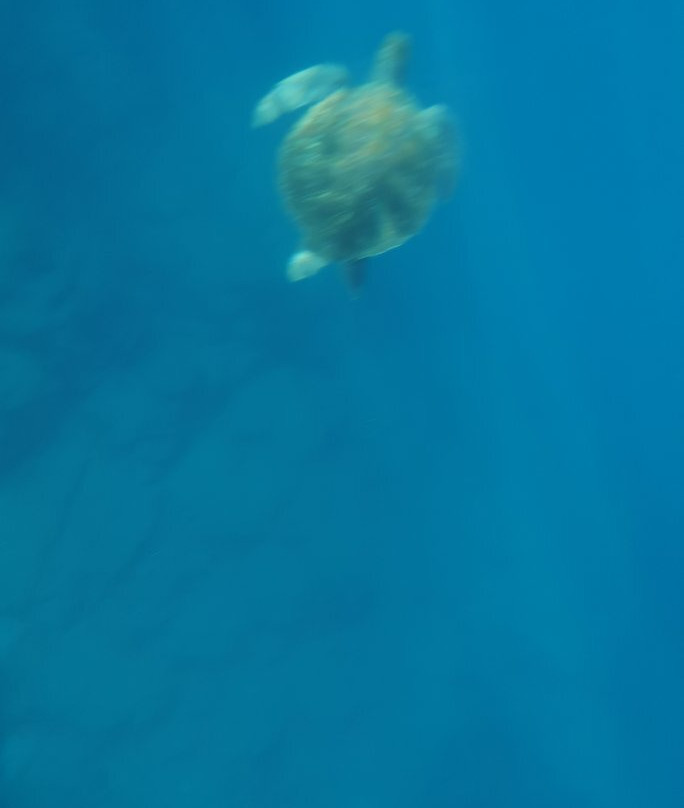 Tenerife snorkelling and kayaking-特内里费岛必去景点
