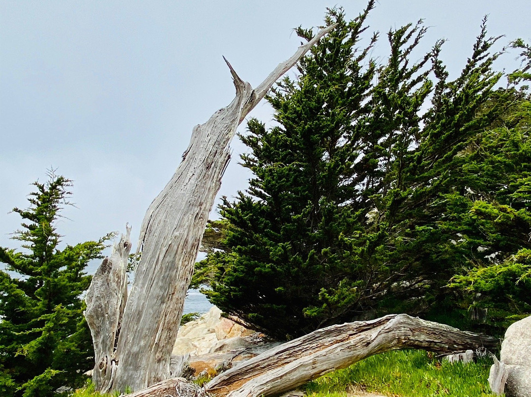 Ghost Tree-圆石滩必去景点