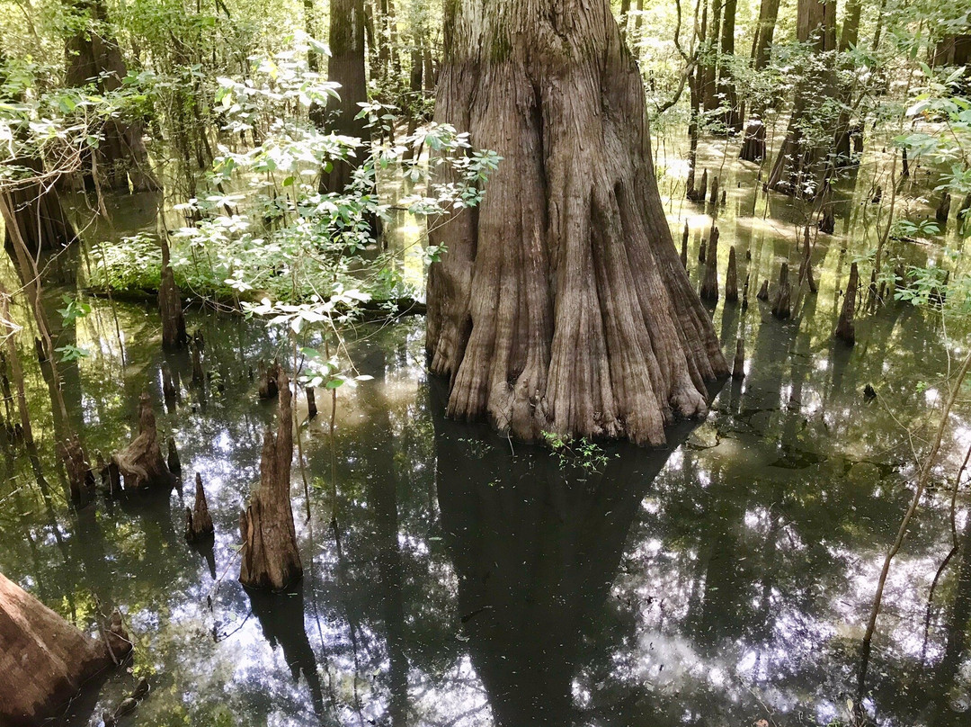 Mississippi Delta-Belzoni必去景点