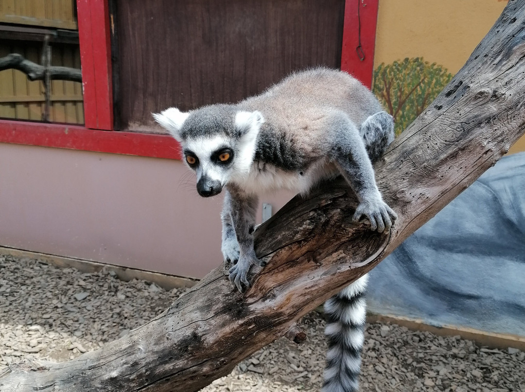 Tierpark Donnersberg景点图片