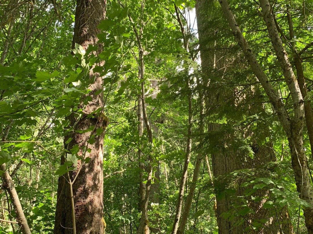 Giant Spruce Park-Kitimat必去景点