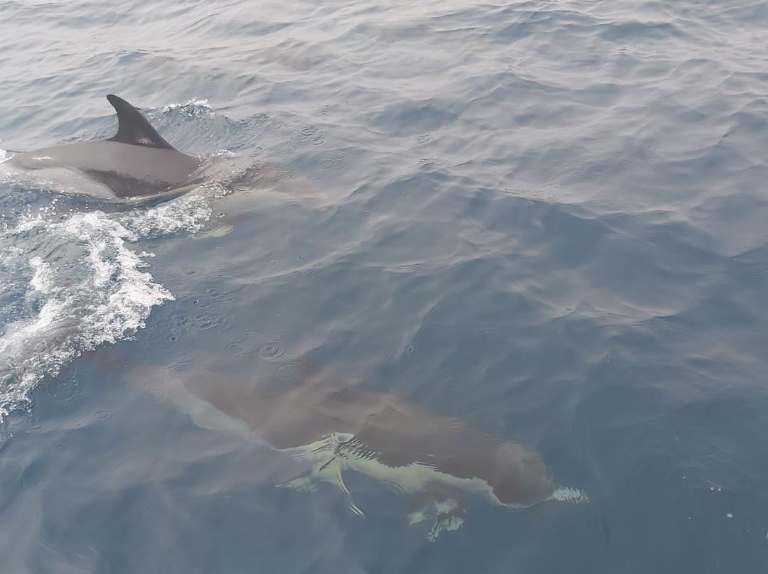 Ludyesfera-塞新布拉必去景点