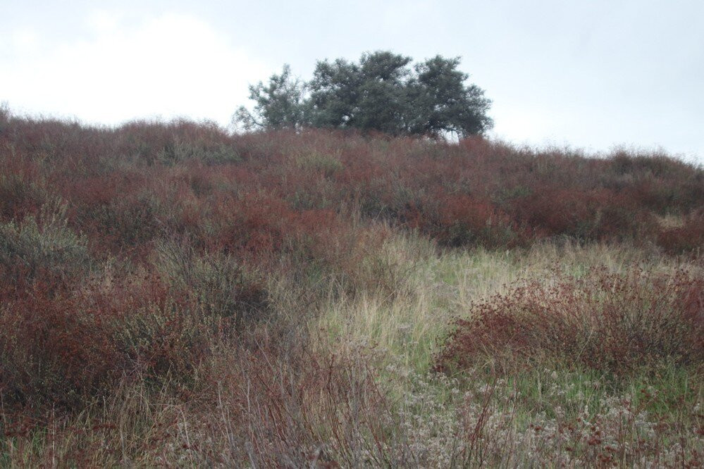 San Timoteo Nature Sanctuary,redlands-雷德兰兹必去景点
