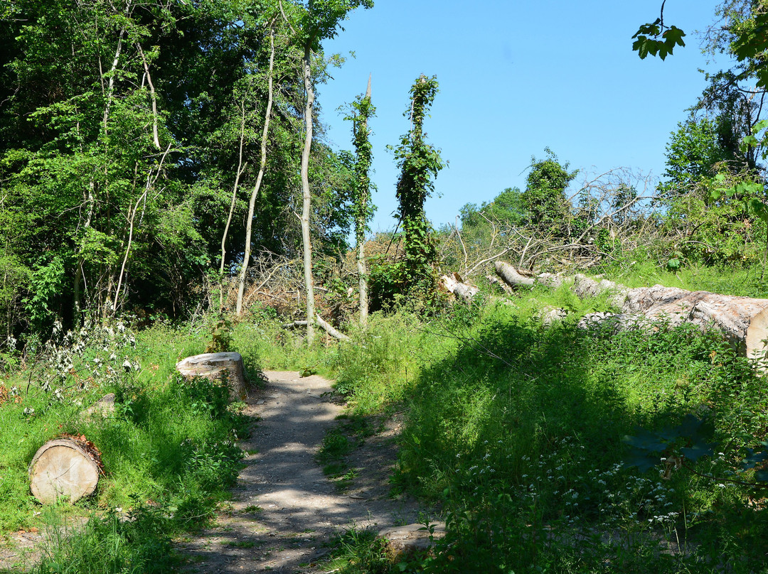 Gobions Wood Nature Reserve景点图片