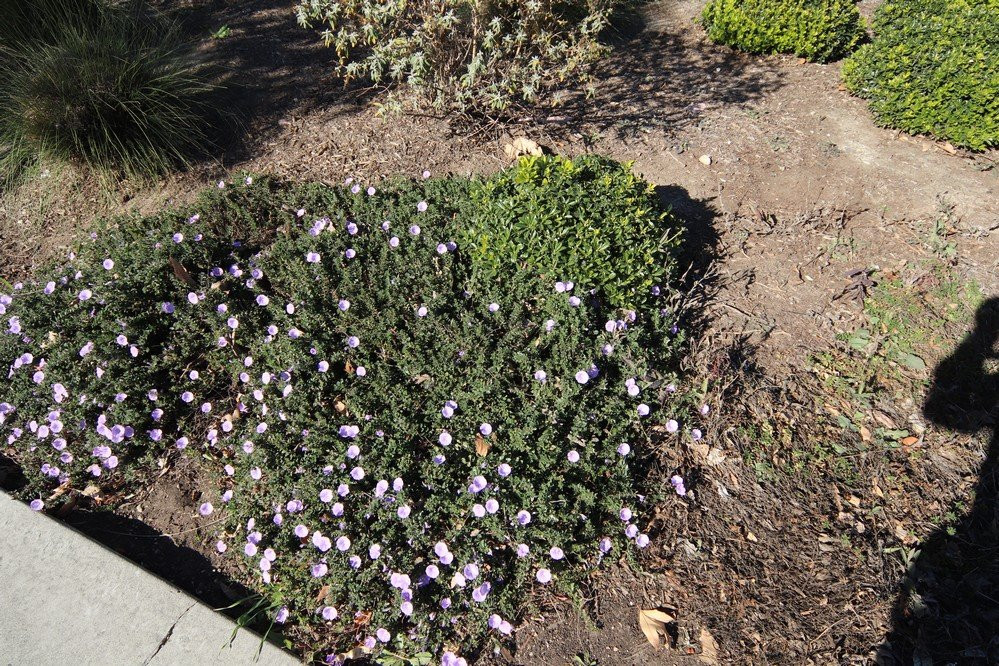 Corona Public Library-科罗纳必去景点