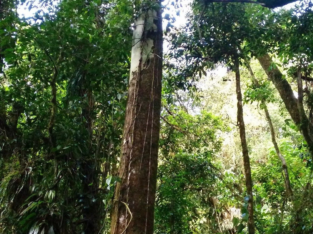 Reserva Privada El Quetzal景点图片