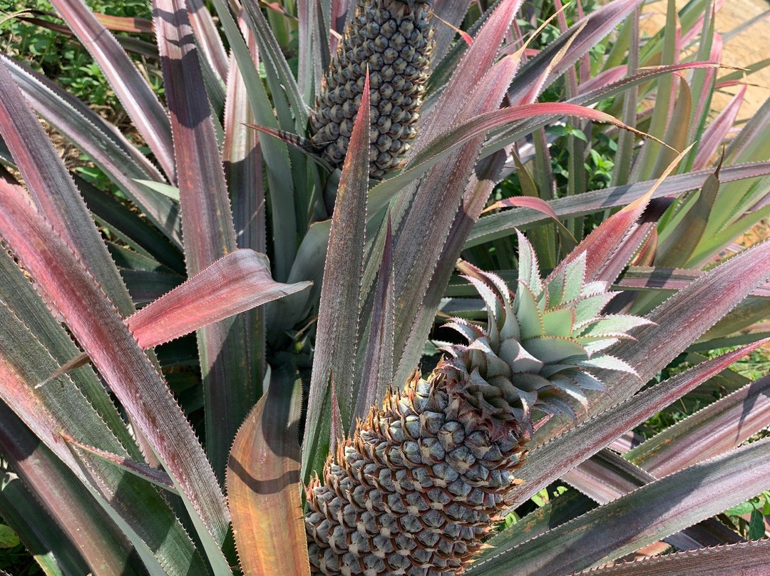 Sky Ladder Pineapple Farm-波德申必去景点
