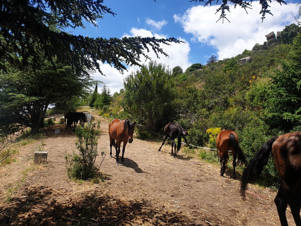 Horse Riding Madrid -Jarahonda-Collado Mediano必去景点