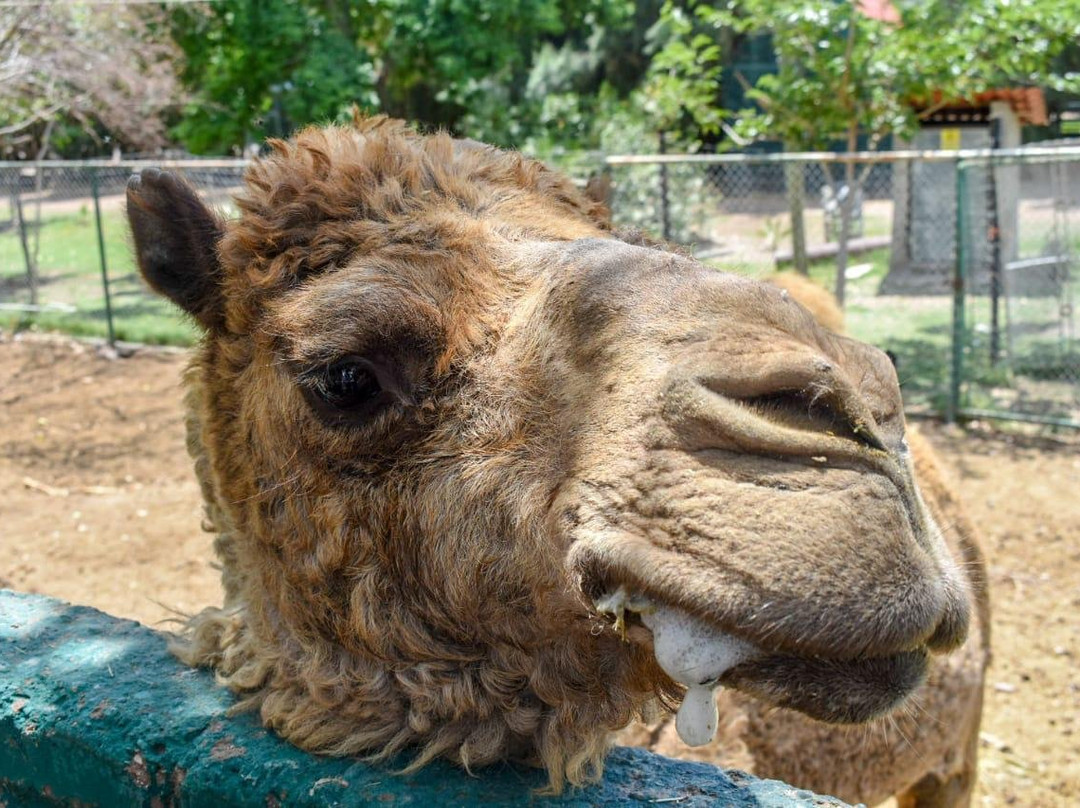 Zoologico de Chihuahua-Aldama必去景点