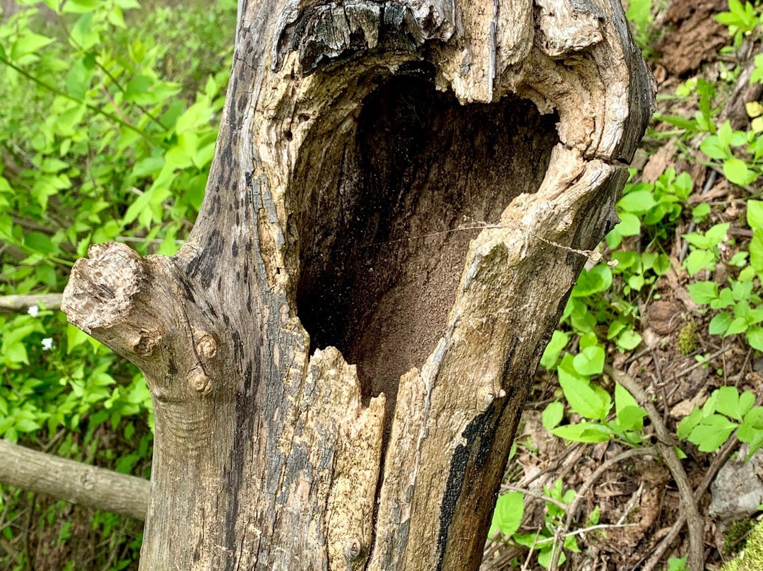 Ironton Rail Trail-Whitehall必去景点