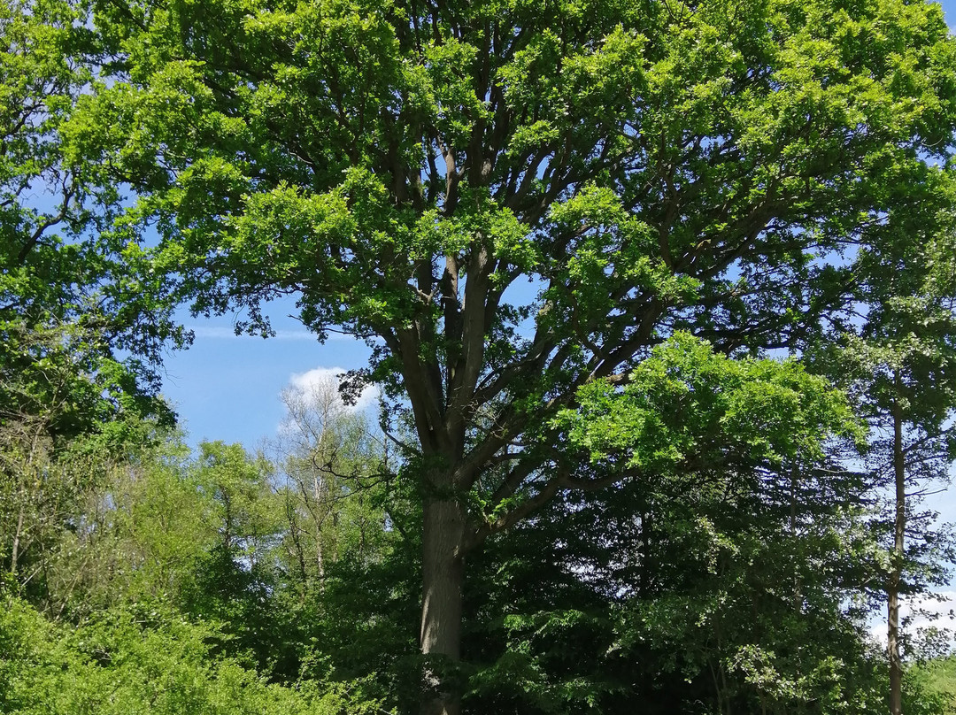 Forêt Domaniale de Rihoult景点图片