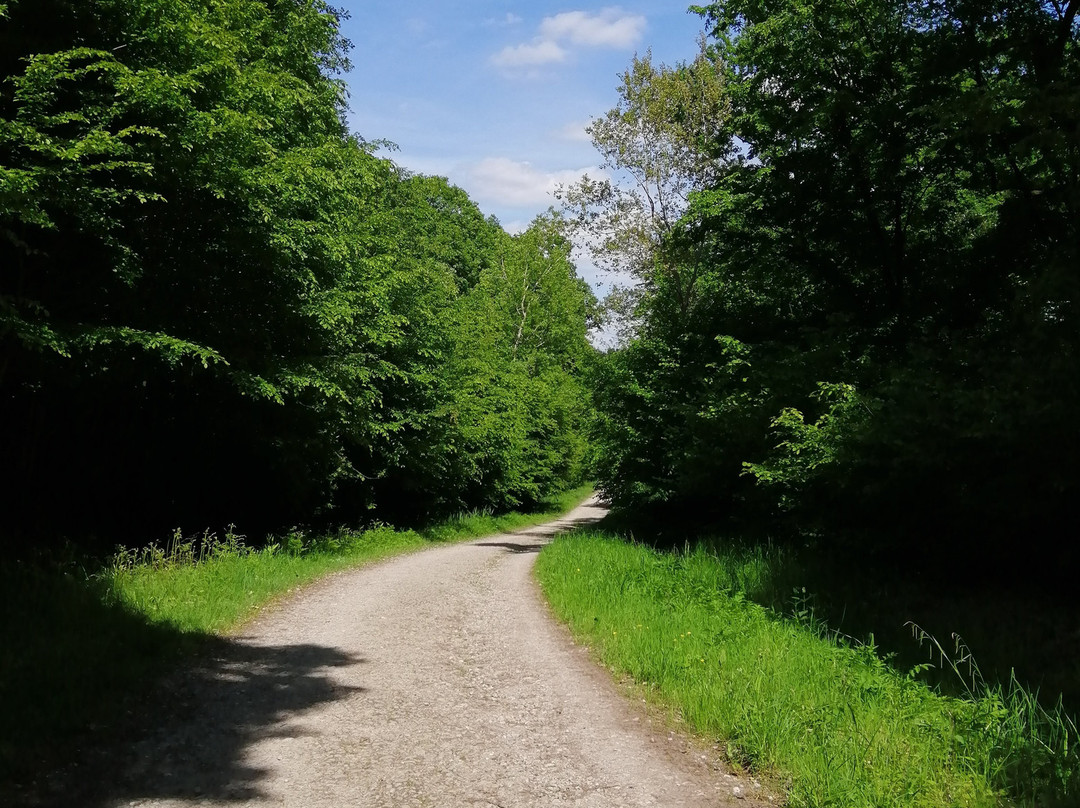 Forêt Domaniale de Rihoult景点图片
