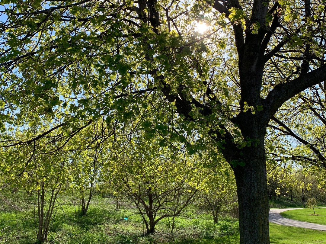 Window on the Waterfront-荷兰村必去景点