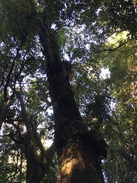Kaitoke Regional Park景点图片