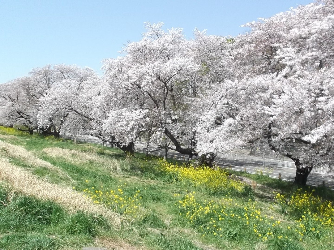 Kumagaya Sakura Tsutsumi-熊谷市必去景点