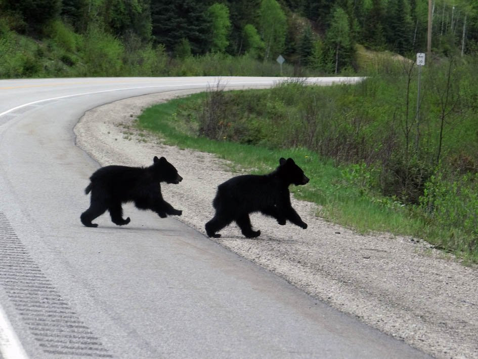 Blue River Black Spruce Provincial Park-Blue River必去景点