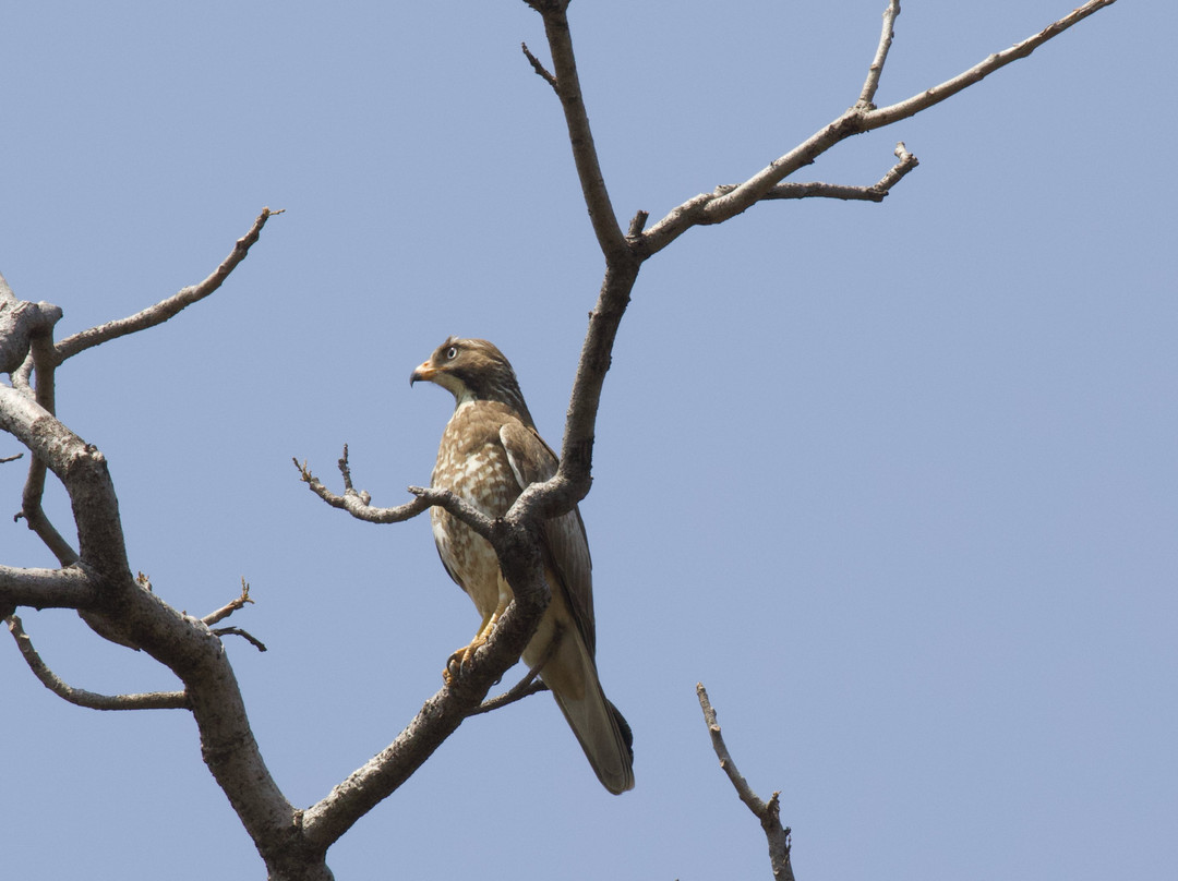 Pench Tiger Reserve景点图片