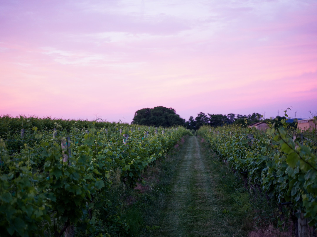Cassel Vineyards of Hershey景点图片
