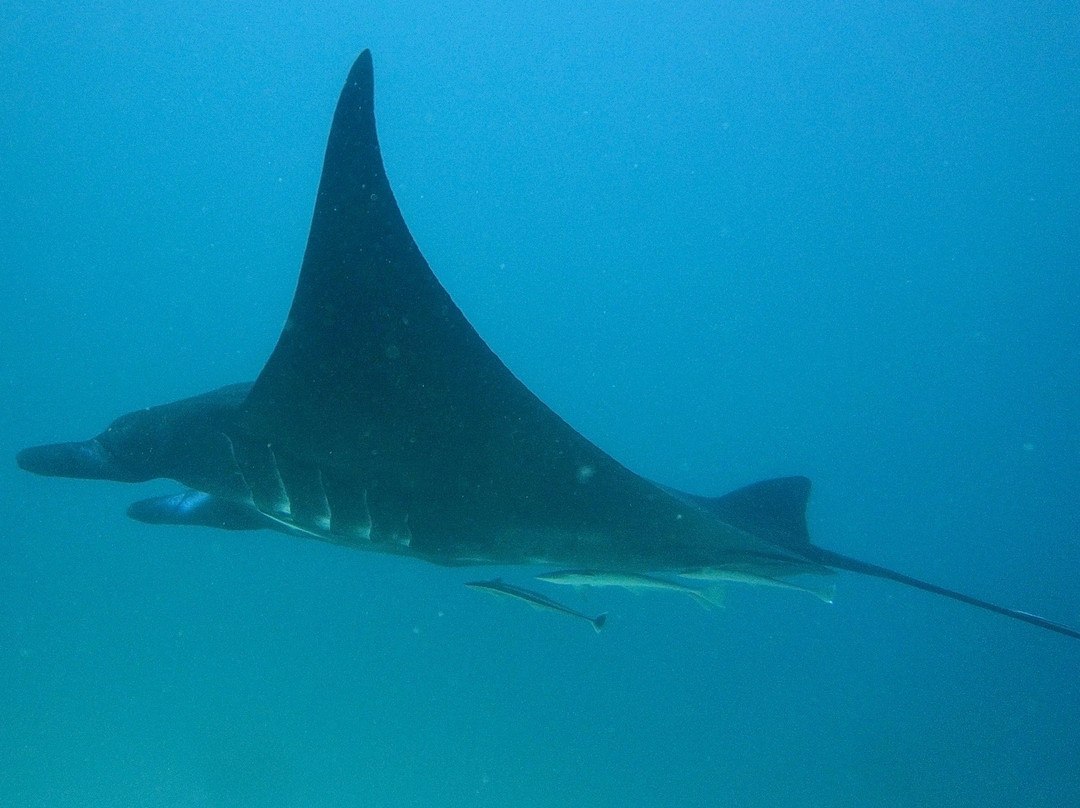 Manta Sandy-四王岛必去景点