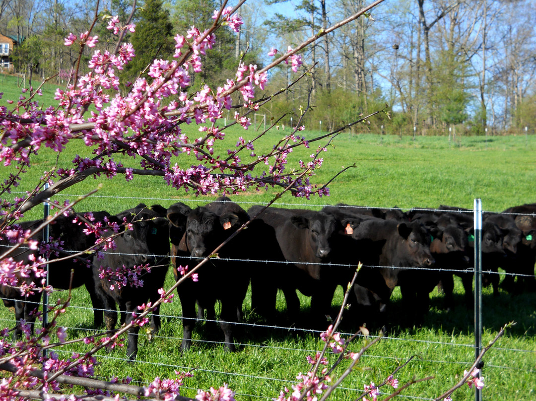 Walnut Hollow Ranch-Hayesville必去景点
