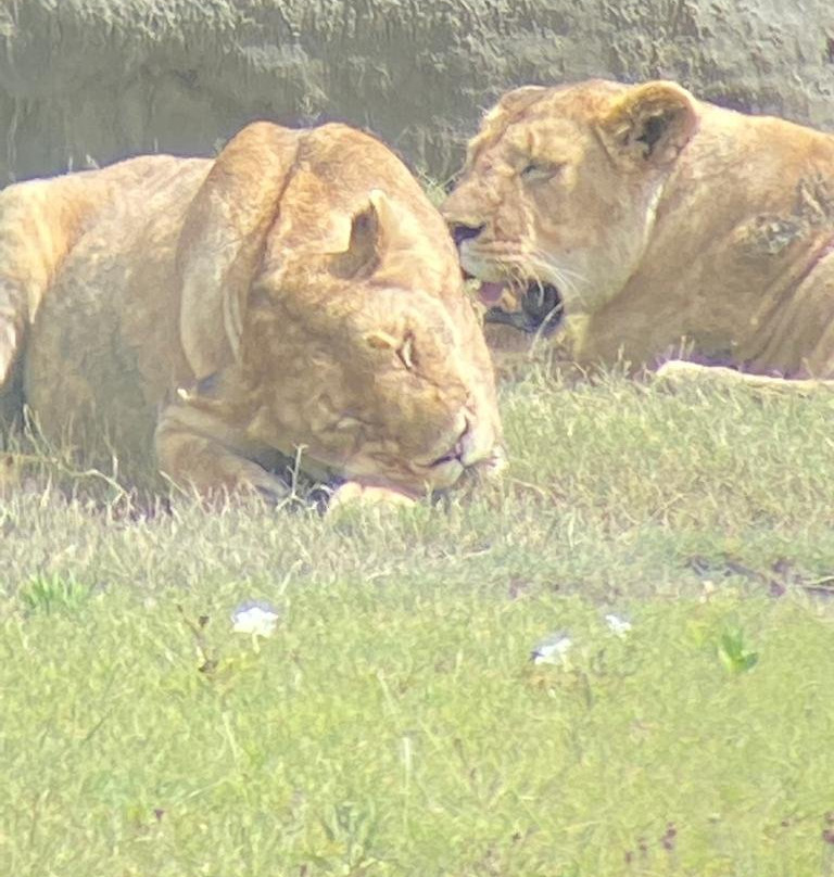 Monarch Safari Guides - Day Tours-阿鲁沙必去景点