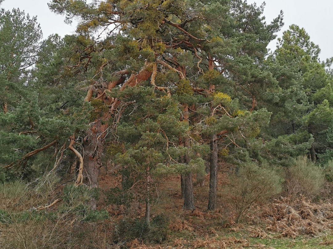 Embalse de la Jarosa-Guadarrama必去景点