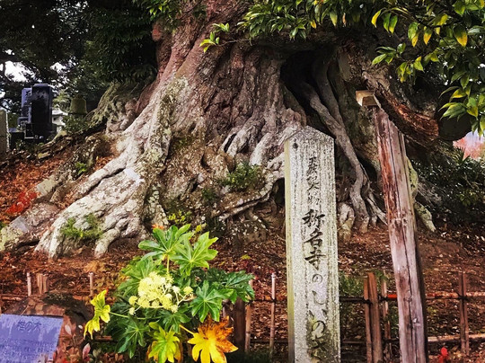 Shomyo-ji Temple-亘理町必去景点
