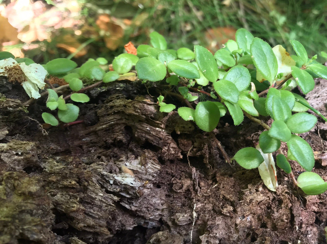 Reserva Forestal Edmundo Winkler-Frutillar必去景点