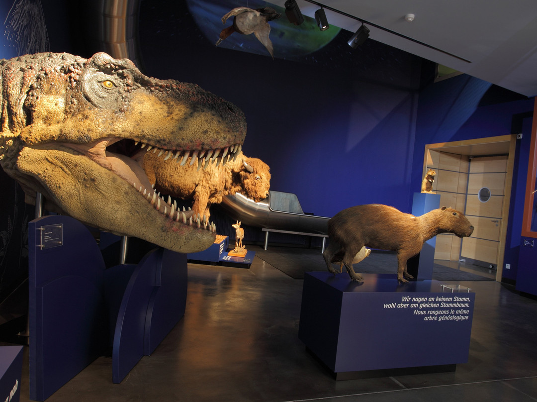 Luxembourg National Museum of Natural History