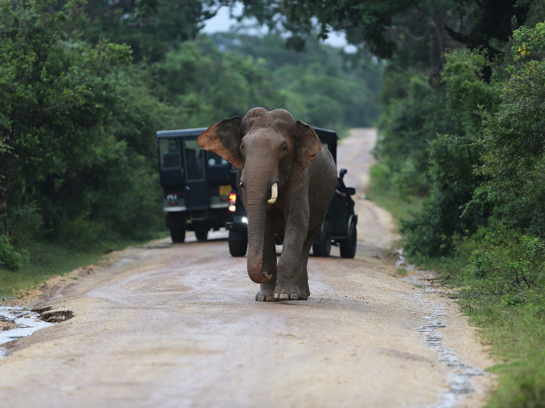 Safari in Sri Lanka-Hambantota必去景点